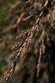 Juniperus horizontalis Monber (Ice Blue) IMG_8373 Jałowiec płożący